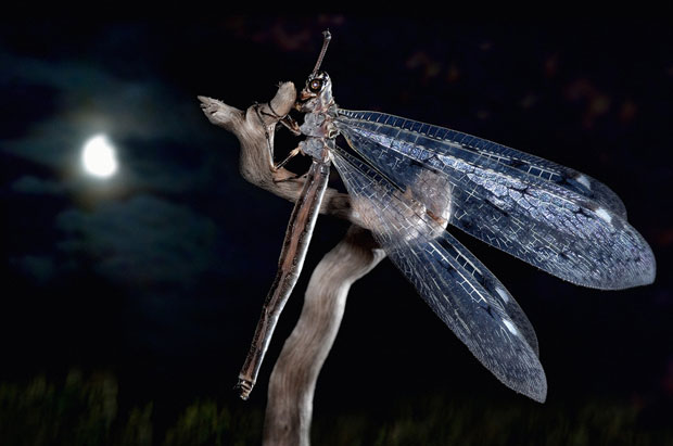 Моћ царства природе